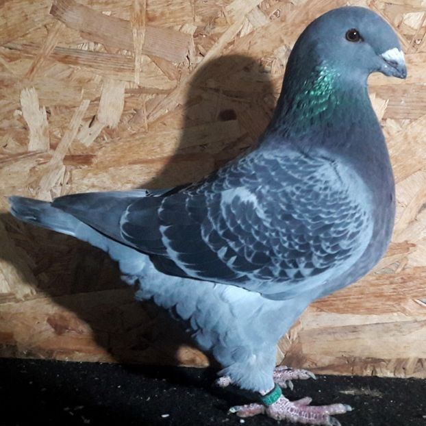  - 3---AGH DAȚI 2019 - 2025