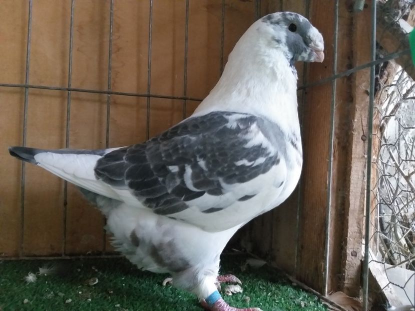 M 2018 Vandut - De vanzare 2019