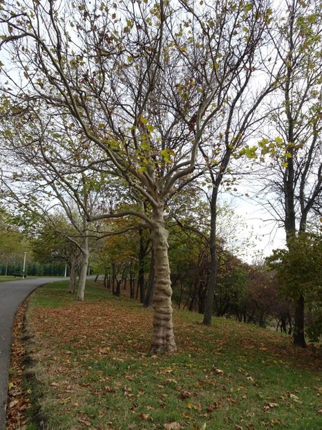  - Parcul Tineretului nov2019