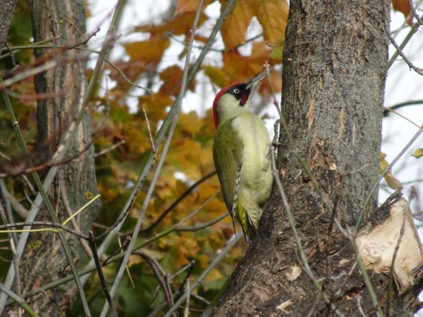  - Parcul Tineretului nov2019