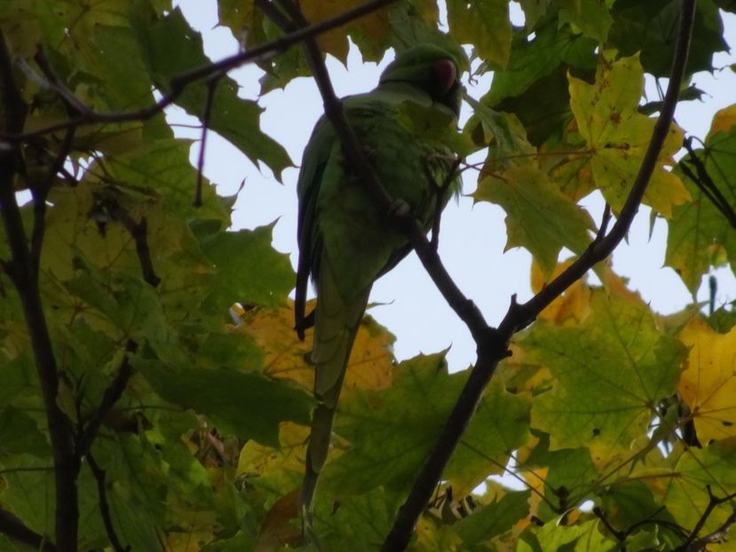  - Parcul Tineretului nov2019