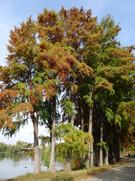  - Parcul Tineretului nov2019