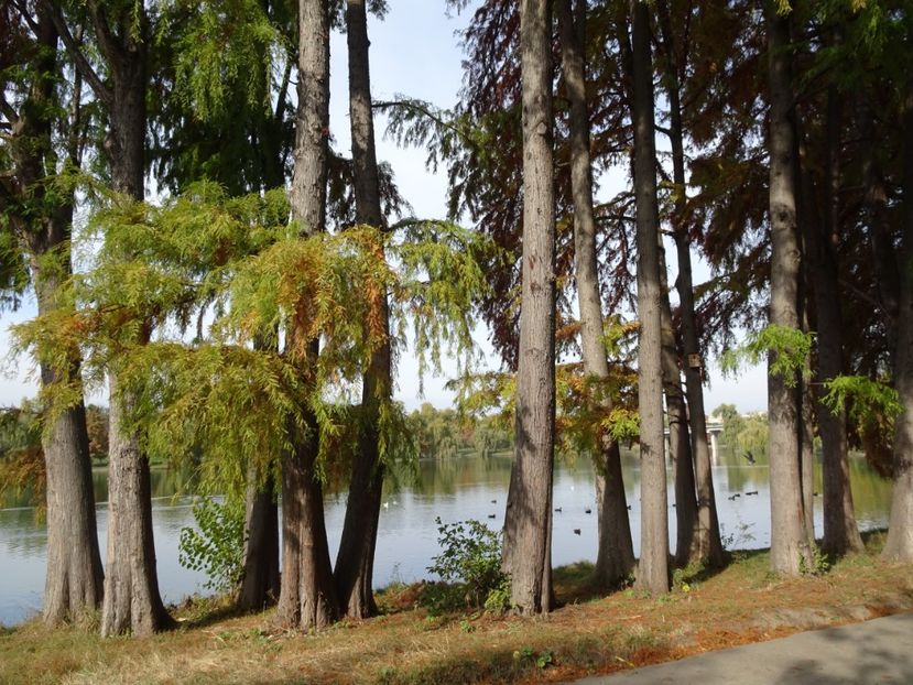  - Parcul Tineretului nov2019