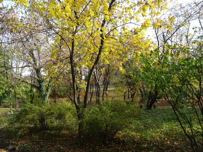  - Parcul Tineretului nov2019