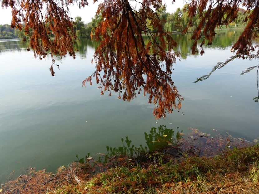  - Parcul Tineretului nov2019