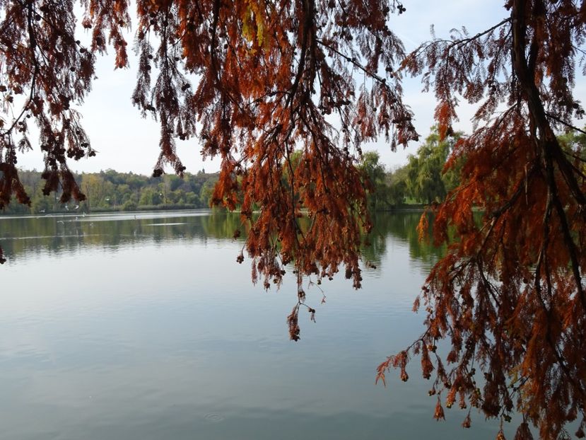  - Parcul Tineretului nov2019