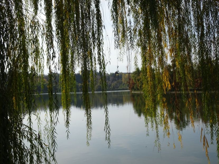  - Parcul Tineretului nov2019