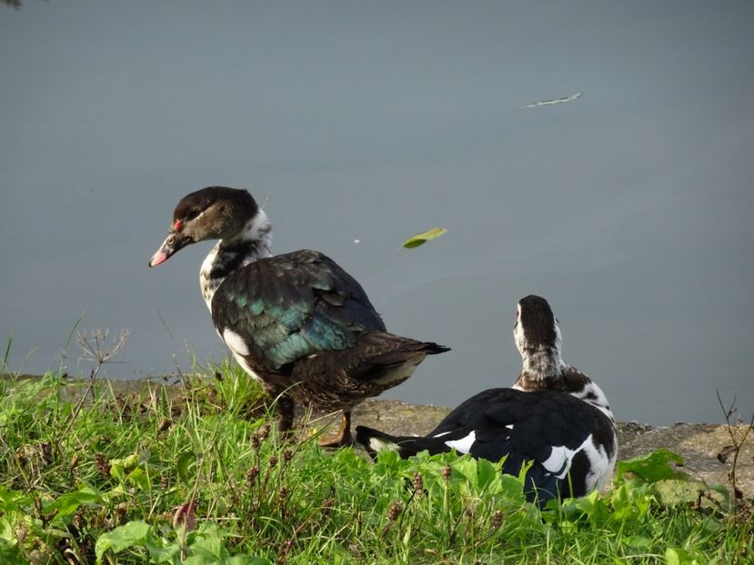  - Parcul Tineretului nov2019