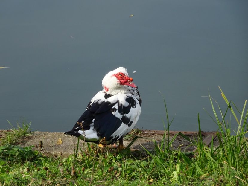  - Parcul Tineretului nov2019