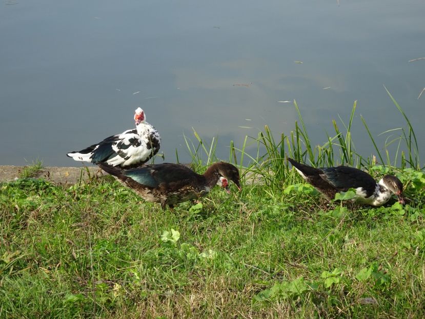  - Parcul Tineretului nov2019