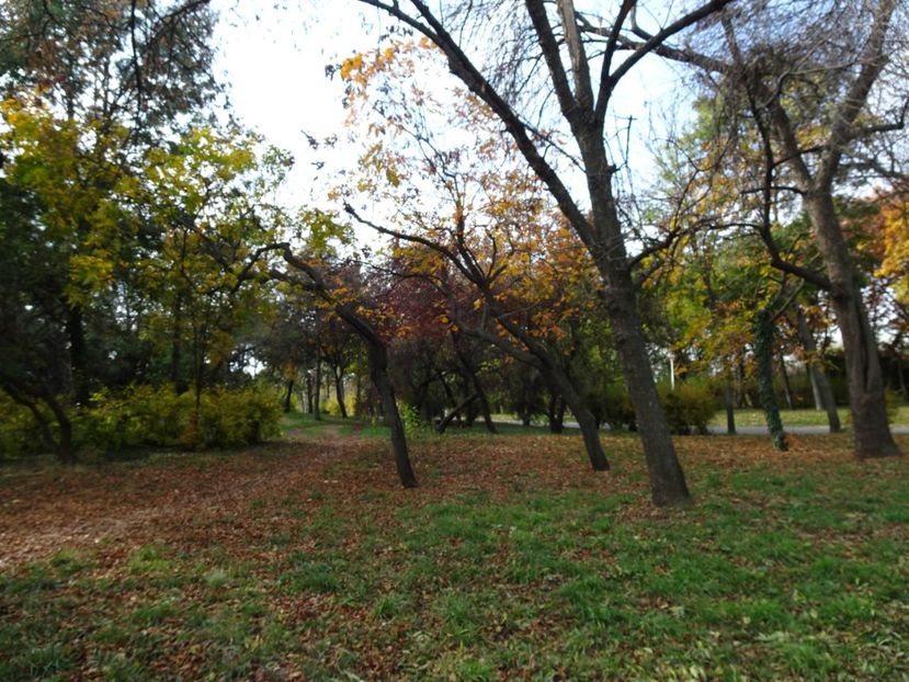  - Parcul Tineretului nov2019