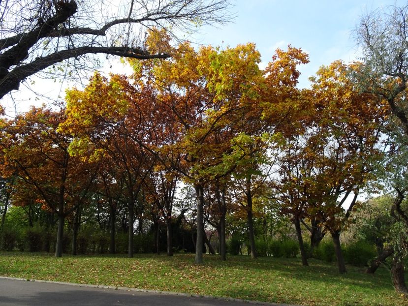  - Parcul Tineretului nov2019