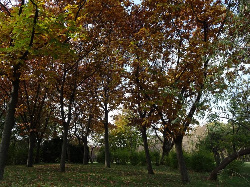  - Parcul Tineretului nov2019