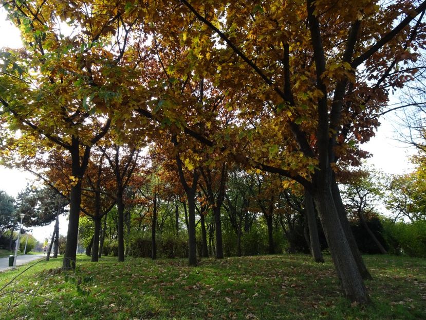  - Parcul Tineretului nov2019