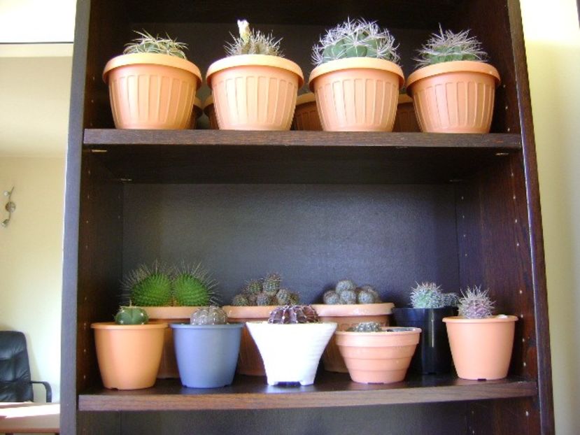 28-29 oct. 2019 - Inceputul repausului vegetativ - Cactusi 2019 Gymnocalycium