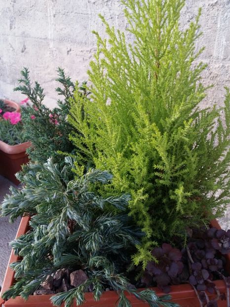  - curtea cu toate cele 2019