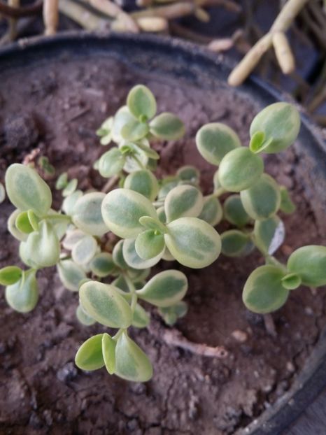  - curtea cu toate cele 2019