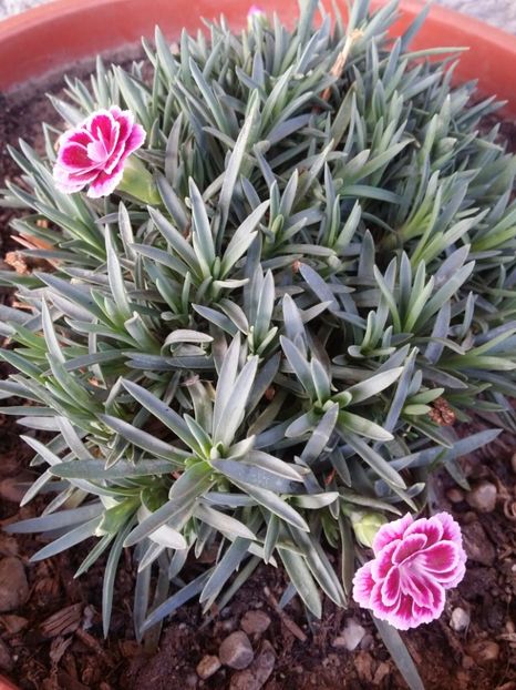  - curtea cu toate cele 2019