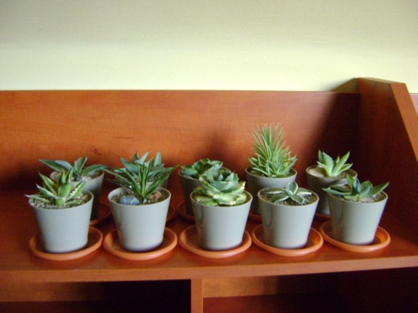 30 oct. 2019 - Inceputul repausului vegetativ - Agave si Yucca 2019