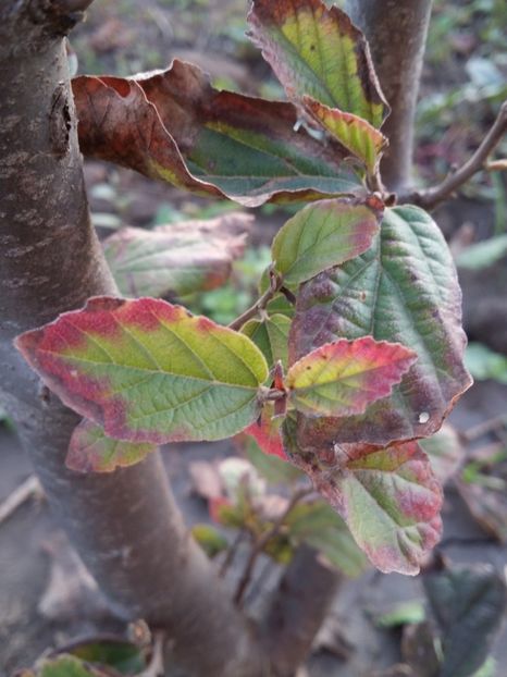  - curtea cu toate cele 2019