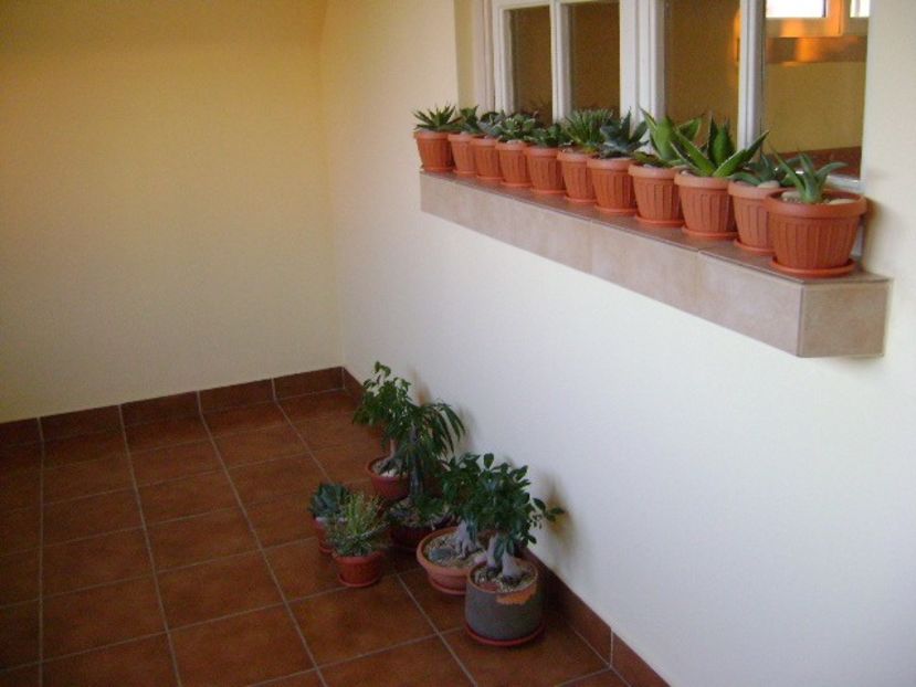 30 oct. 2019 - Inceputul repausului vegetativ - Agave si Yucca 2019