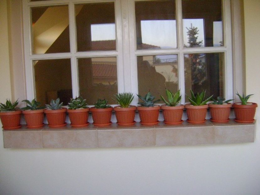 30 oct. 2019 - Inceputul repausului vegetativ - Agave si Yucca 2019