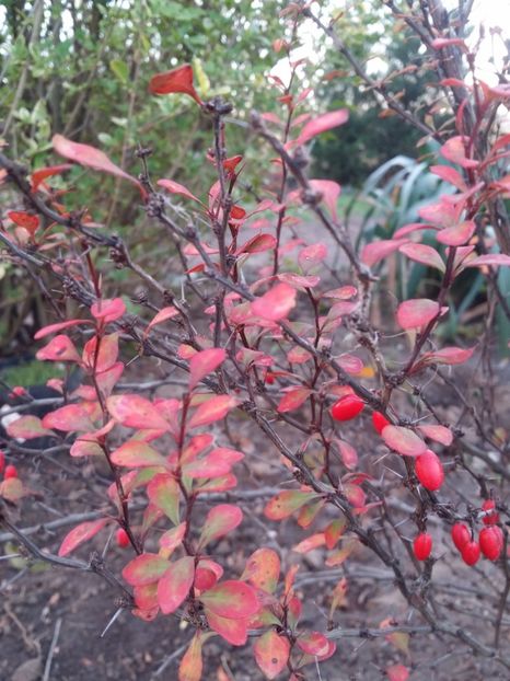  - curtea cu toate cele 2019