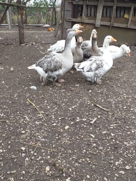  - Gâște noiembrie 2019