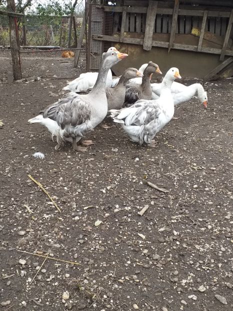  - Gâște noiembrie 2019