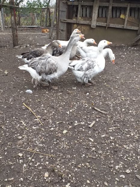  - Gâște noiembrie 2019