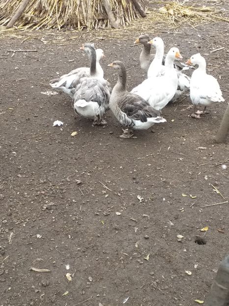  - Gâște noiembrie 2019