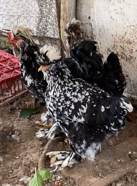 B9CFB144-61E1-4262-99BB-B7172F9E9942 - Strumski standard 2019