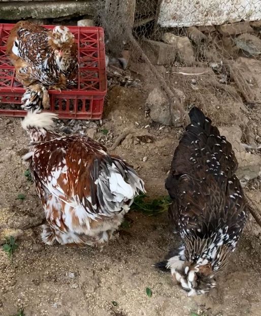 B4FD286F-5693-4885-98FF-5843ABE66E74 - Strumski standard 2019