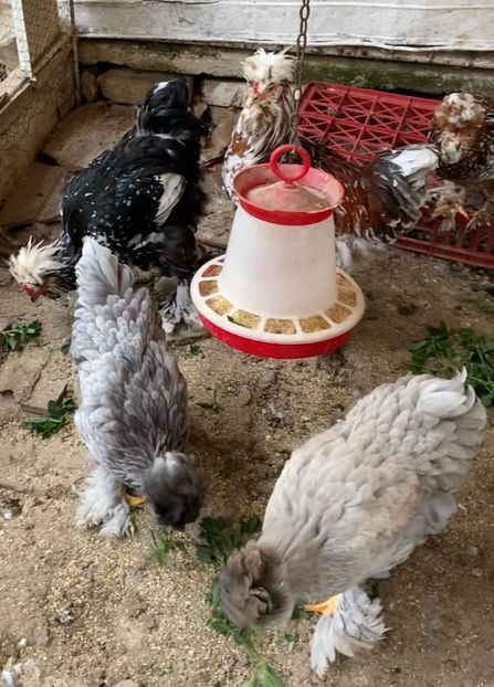 B5E417A4-3E0E-4859-9B47-F109B55F03CB - Strumski standard 2019