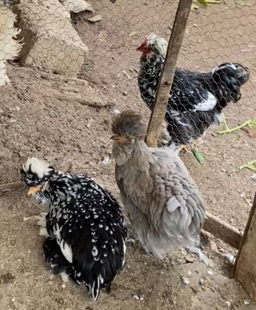 C2E674B7-B59D-4563-8EBE-F7390098FBA7 - Strumski standard 2019