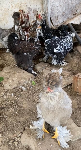 C99C530B-C4BF-47AA-A506-CB9F1F5F25D6 - Strumski standard 2019