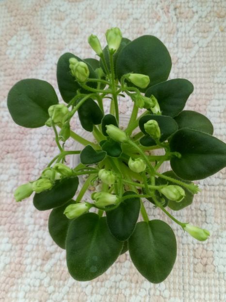 1 nov - Emerald Bells