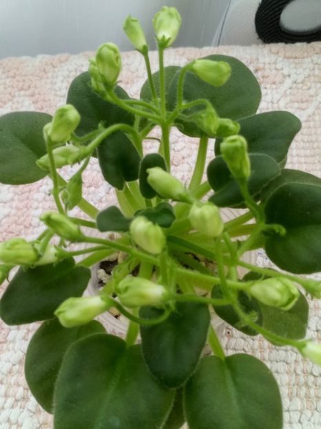 1 nov - Emerald Bells