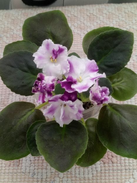 1 nov - ZZ AE Avantiura