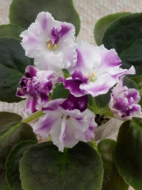 1 nov - ZZ AE Avantiura