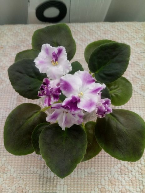 1 nov - ZZ AE Avantiura