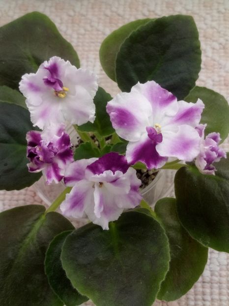 1 nov - ZZ AE Avantiura