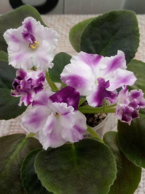 1 nov - ZZ AE Avantiura