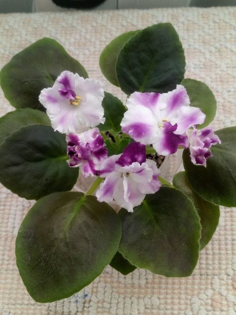 1 nov - ZZ AE Avantiura