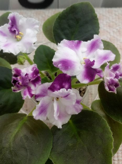 1 nov - ZZ AE Avantiura