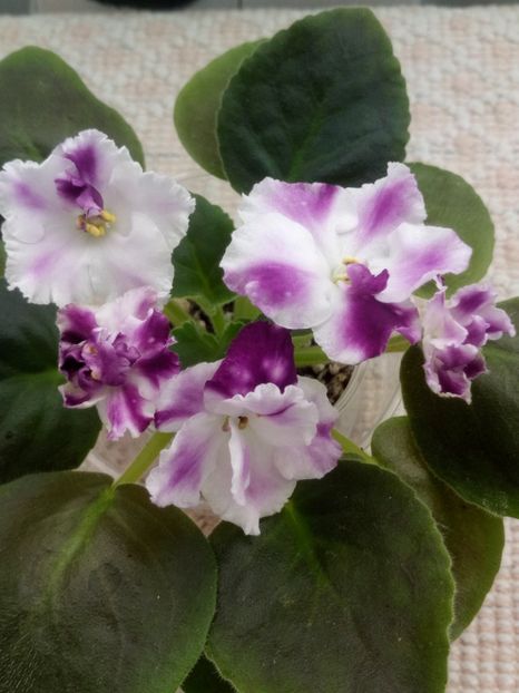 1 nov - ZZ AE Avantiura