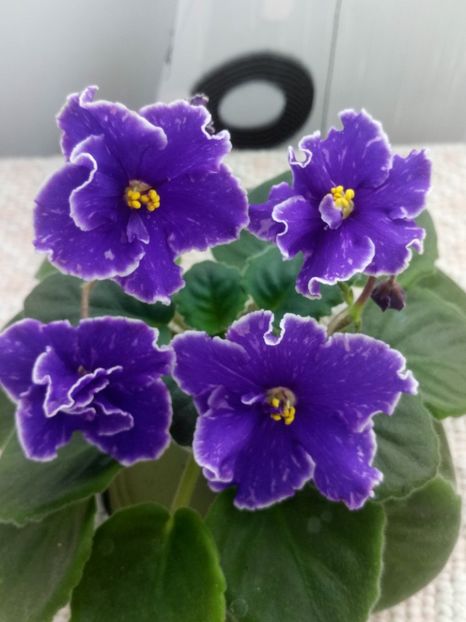 1 nov - ZZ Grape Glory