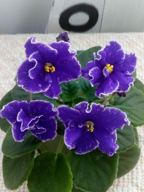 1 nov - ZZ Grape Glory