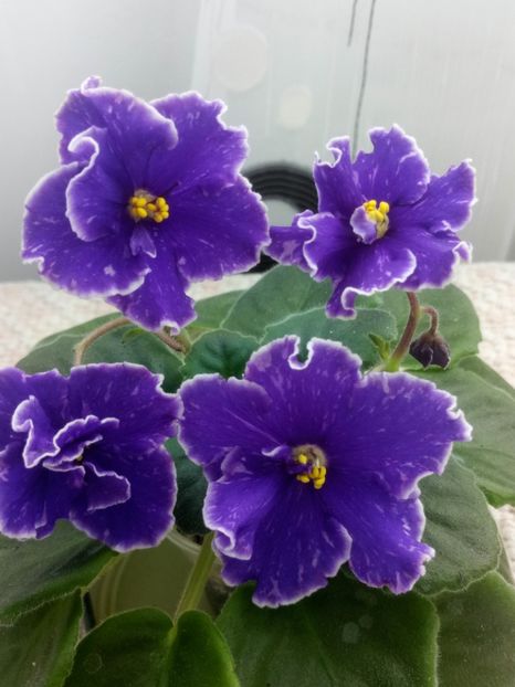 1 nov - ZZ Grape Glory