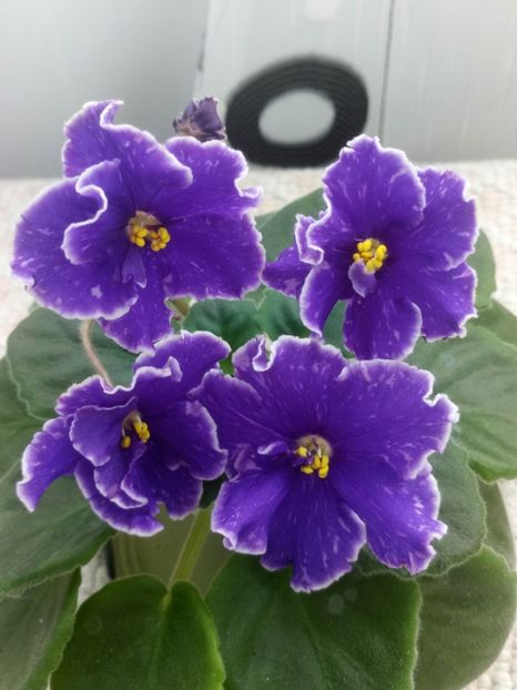 1 nov - ZZ Grape Glory